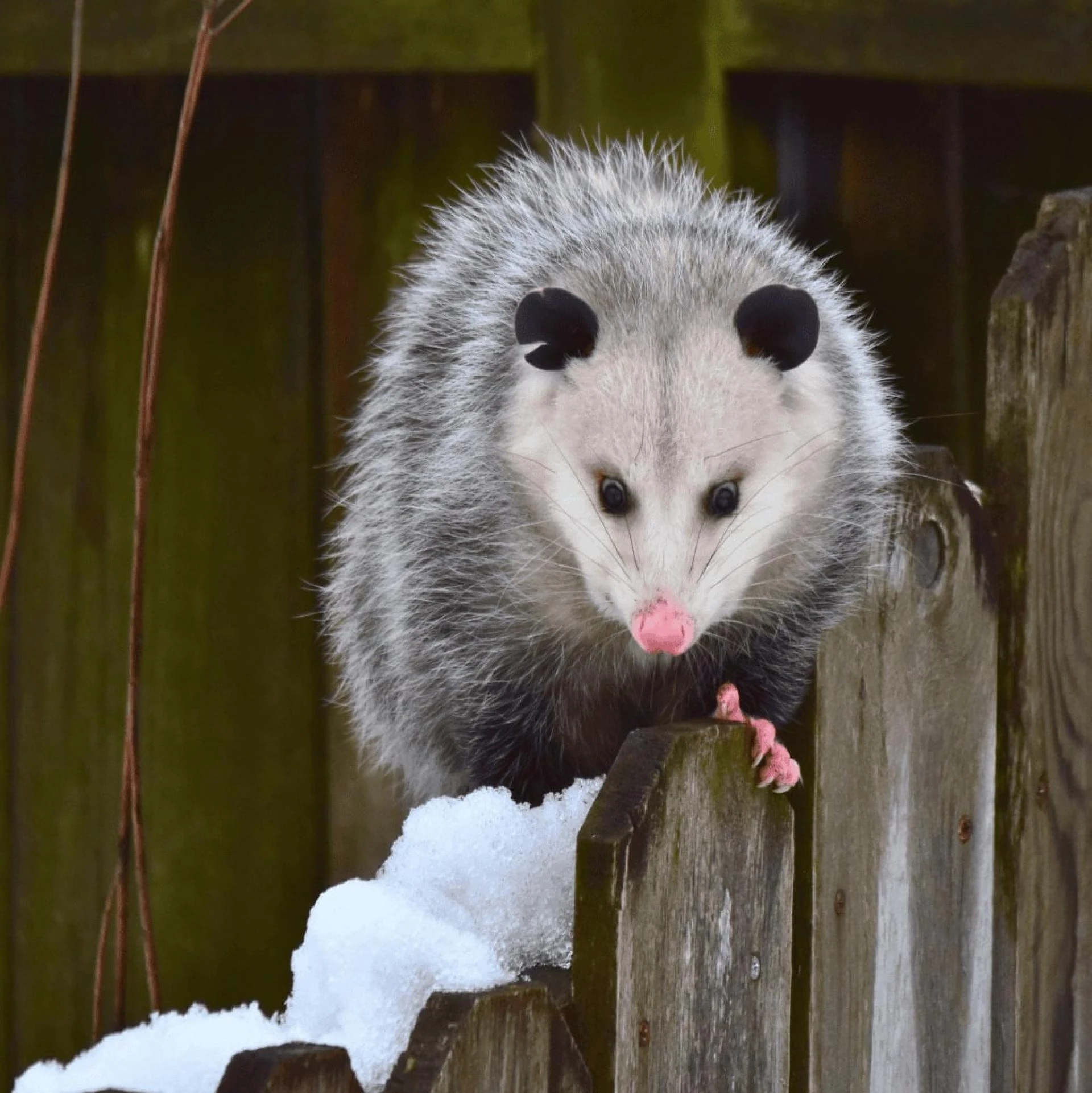 Expert Pest Control Tips for North Richland Hills Homeowners
