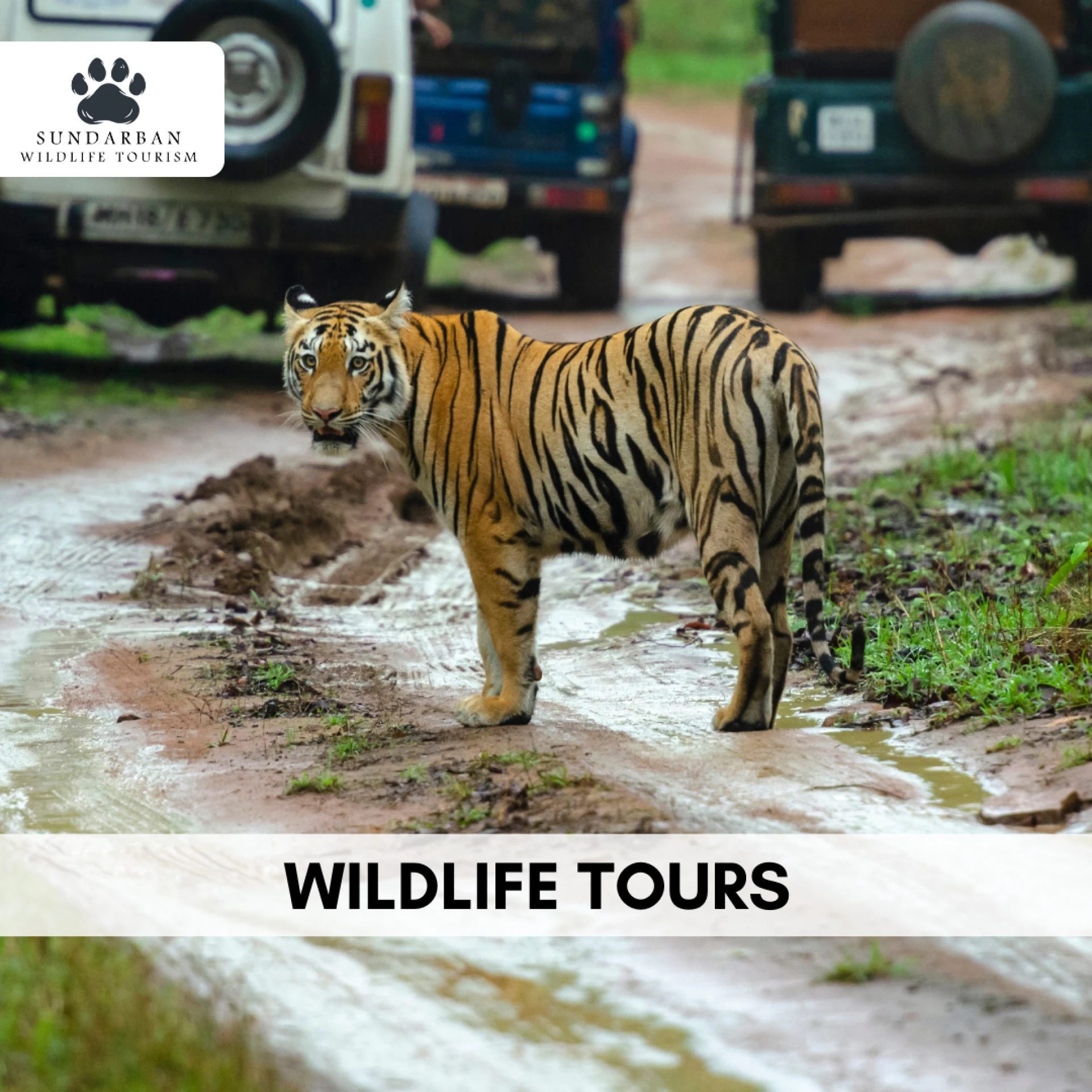 What Are the Best Wildlife Safari Tour in India