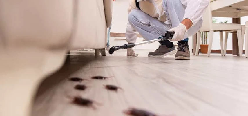 Pest Problems in Brisbane: What You Need to Know