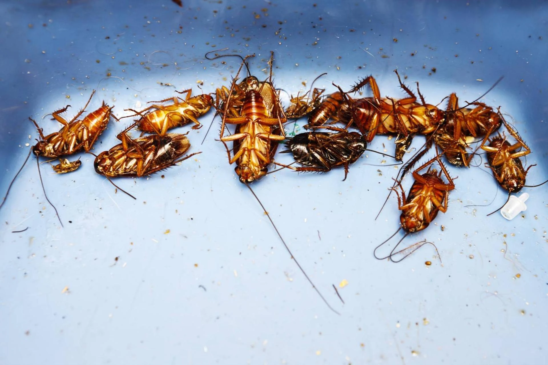 Which Texas Roaches Fly and How to Get Rid of Them?