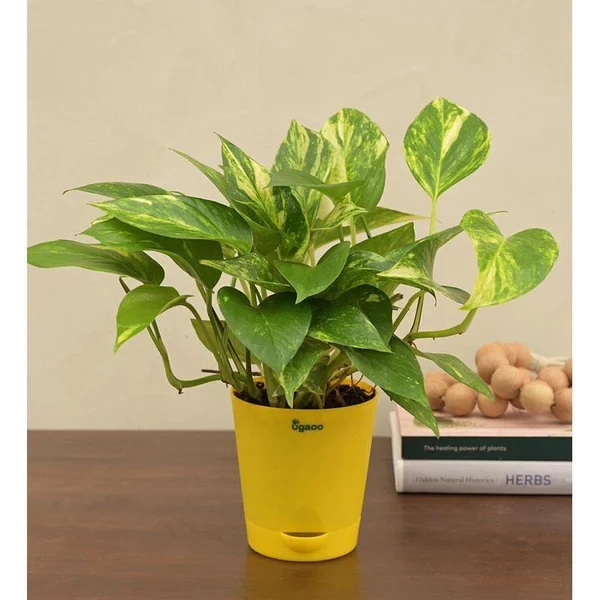 11 Best Women’s Day Corporate Gifts