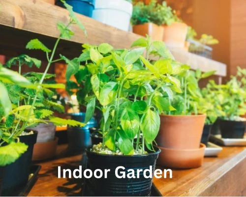 Indoor Vegetable Gardening Made Easy: Tips for Beginners