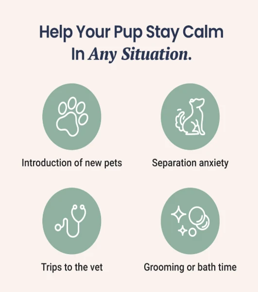 Pawsitively Relaxed: How CBD Soft Chews Can Help Your Dog Chill Out