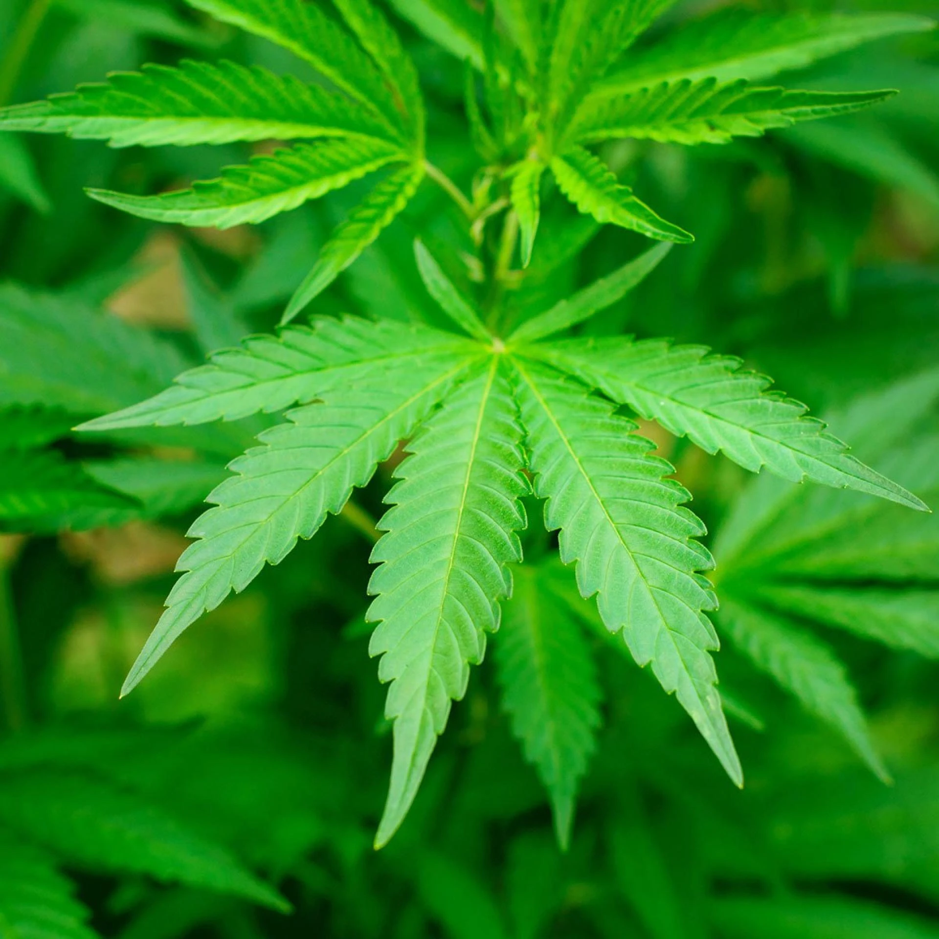 How to Select the Ideal Cannabis Dosage for Weed Delivery in NYC