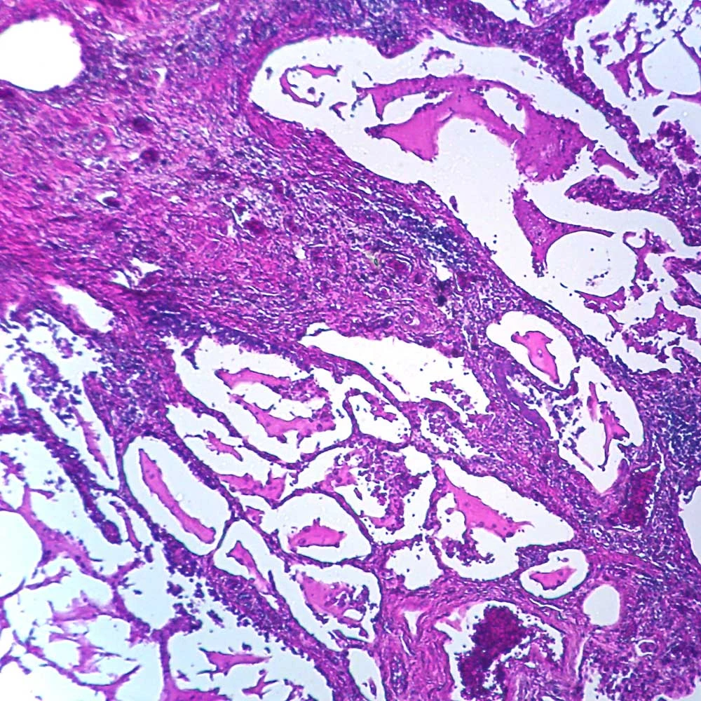 From Fungus to Function: Teaching Biology with Fungi Microscope Slides