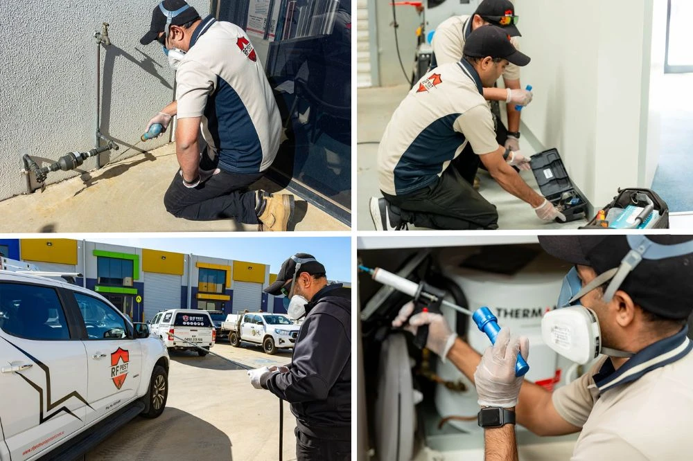 Why Termite Control is Essential for Melbourne Property Owners