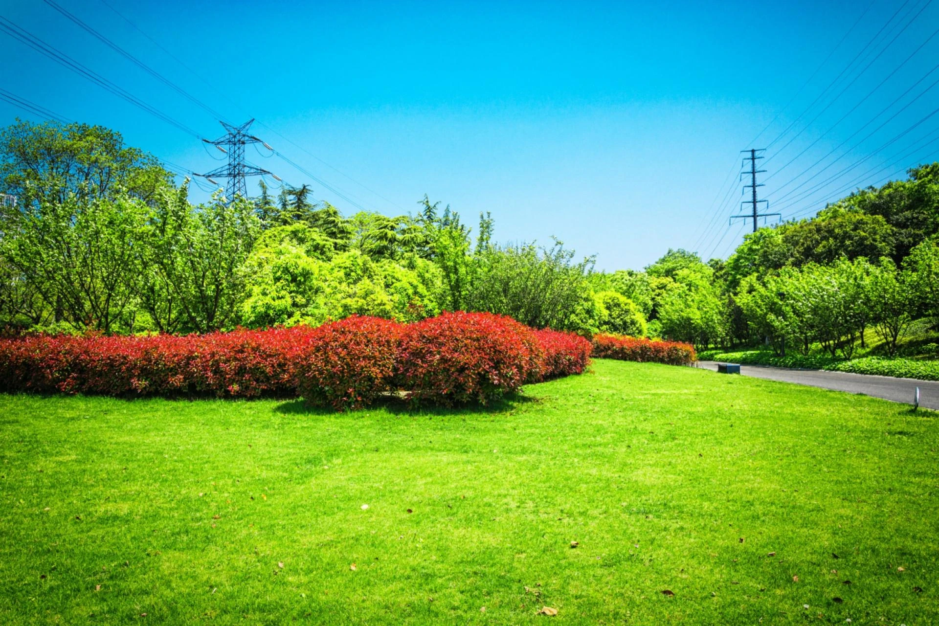 Top 5 Tips for Perfect NZ Garden Edges - Your Lawn Edger NZ Guide
