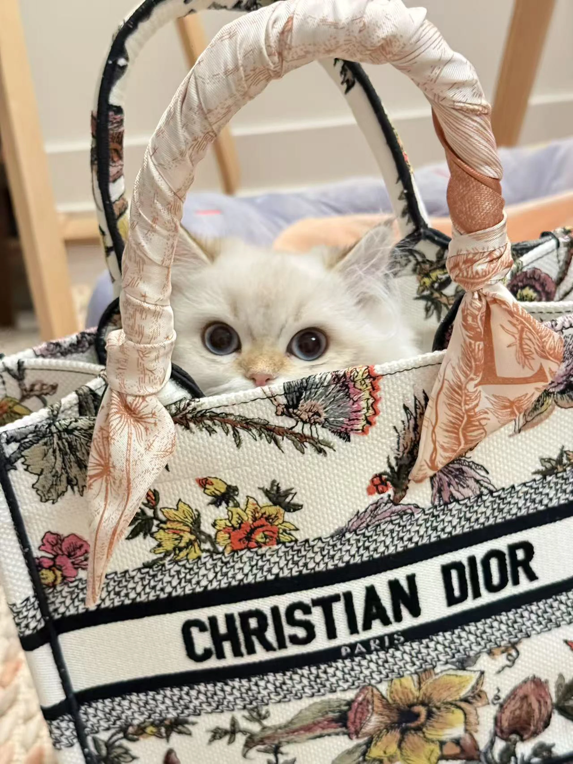 The Personality Puzzle: How British Shorthair and British Longhair Kittens Develop Over Time