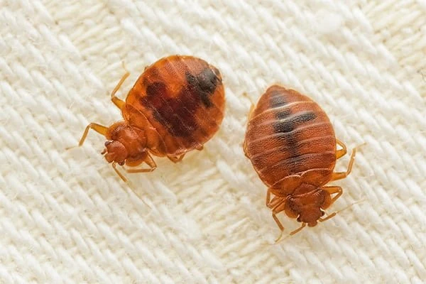 Bed Bugs Control Melbourne – Say Goodbye to Unwanted Pests.