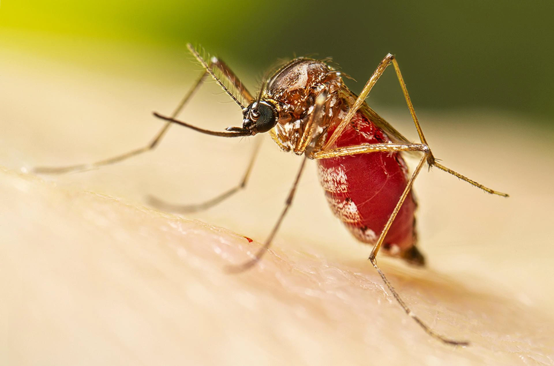 Can Mosquito Fogging Services Really Reduce the Risk of Mosquito-Borne Diseases?