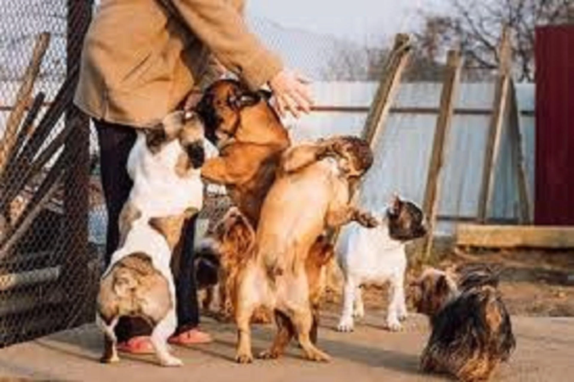 The Science Behind Effective Dog Training Services in VA: What Experts Say