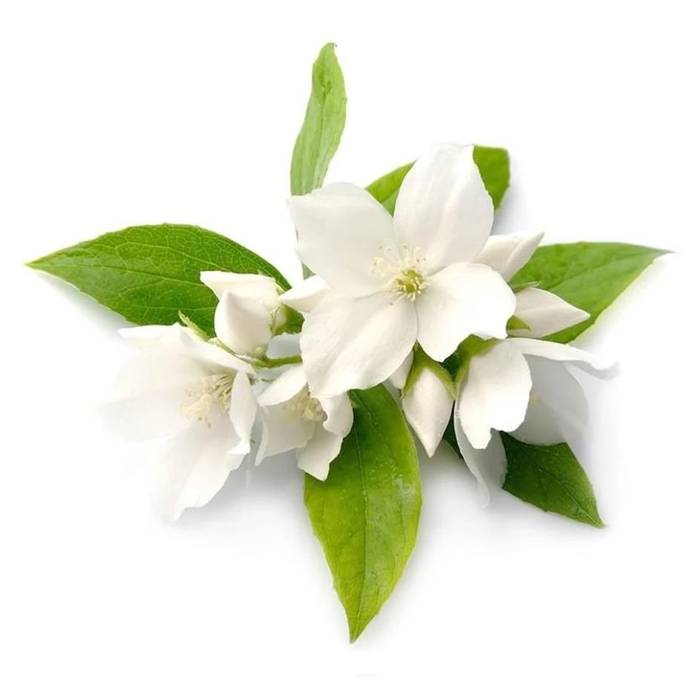 AG Organica: Leading Jasmine Oil Manufacturer & Trusted Wholesale Supplier
