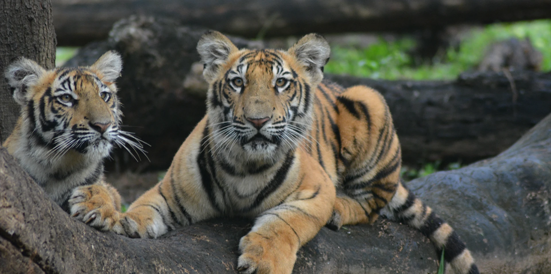 Must Visting Places in Mysore