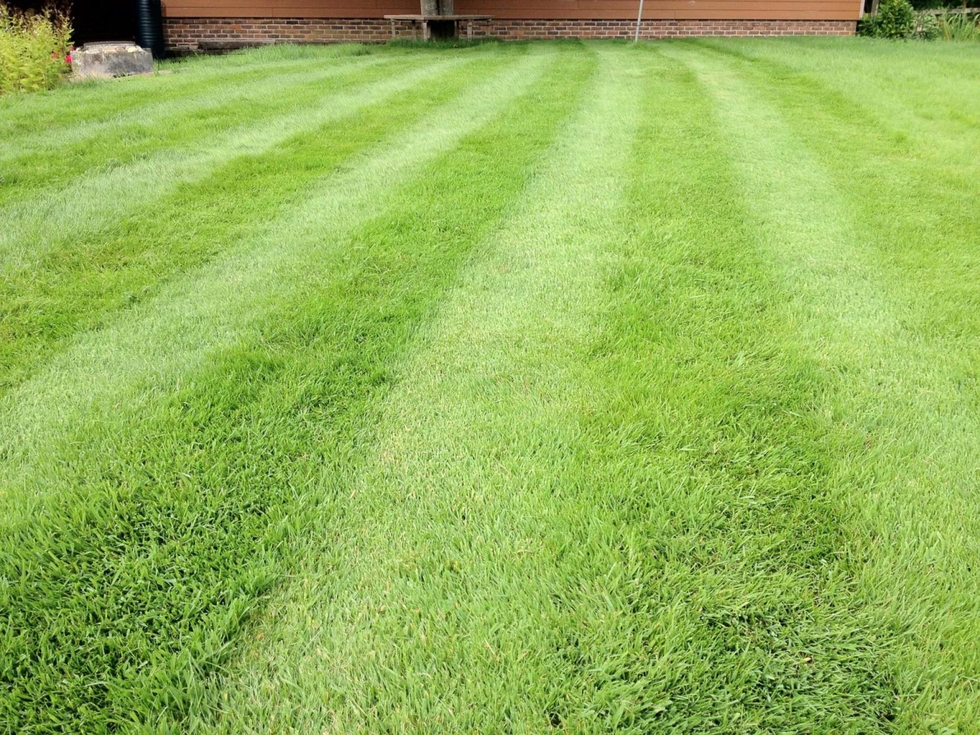 Reliable Lawn Treatment Services to Solve Fungus and Disease Problems