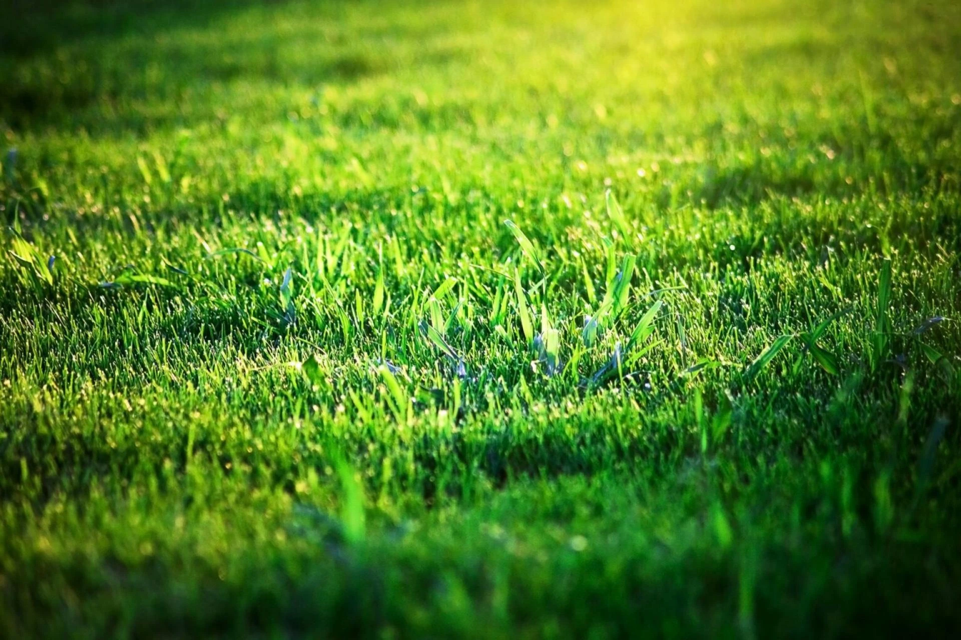 Reliable Lawn Treatment Services to Solve Fungus and Disease Problems