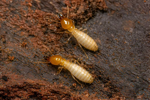 Why Older Homes in Texas are at Higher Termite Risk? How Bed Bug Texas Can Help?