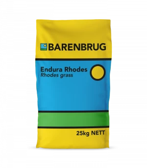 Everything You Need to Know About Rhodes Grass Seeds