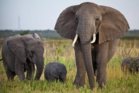 Unforgettable Tanzania Safari Packages – Experience the Wild Like Never Before