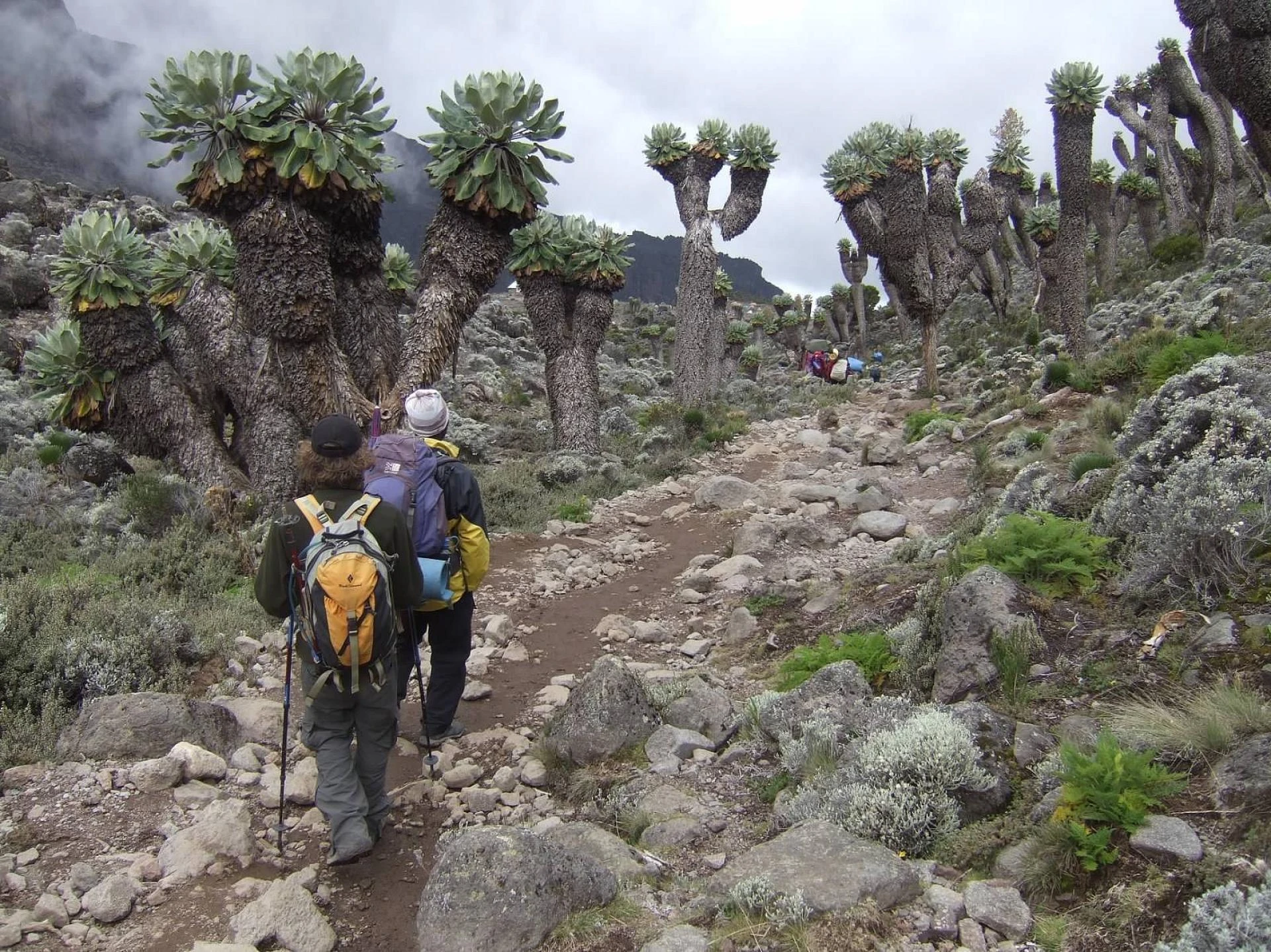 Lemosho Route - The Most Scenic Path to Kilimanjaro’s Summit