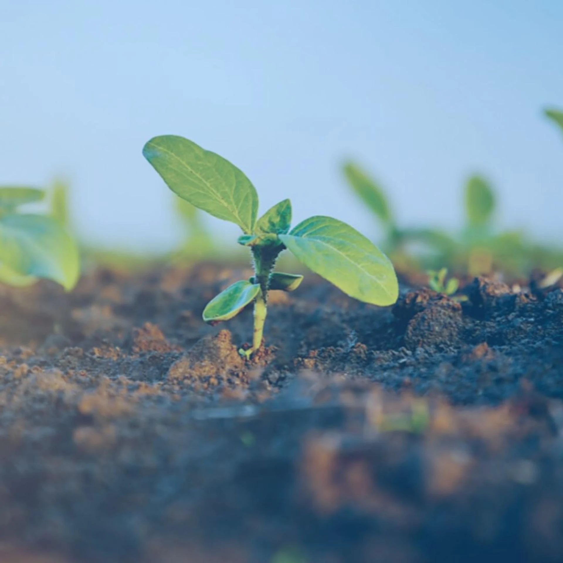 FarmRise: Revolutionizing Agriculture with Comprehensive Farmer Support