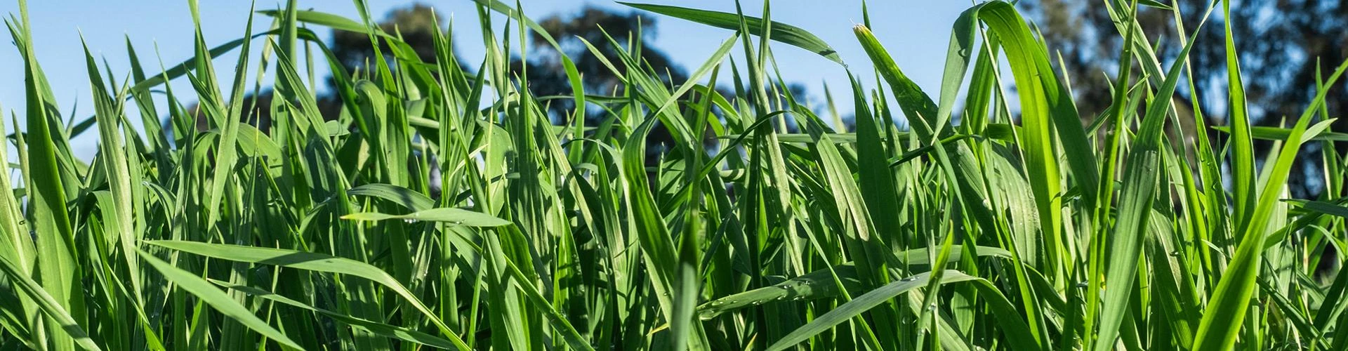 Forage Barley: A Resilient Solution for Livestock Nutrition and Soil Health