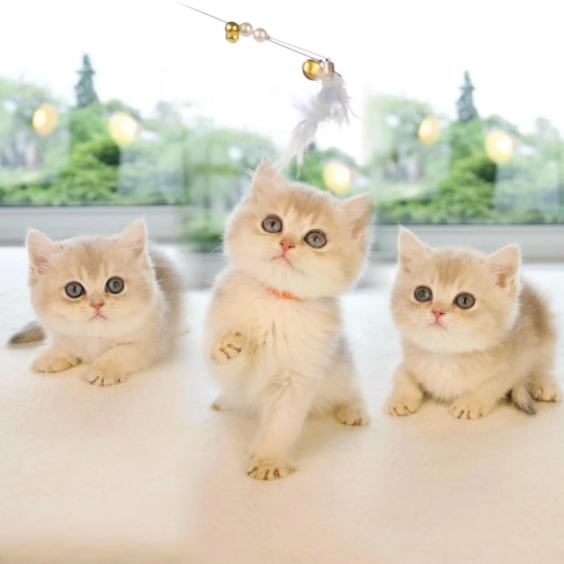 The Key Distinctions of British Shorthair vs. Longhair