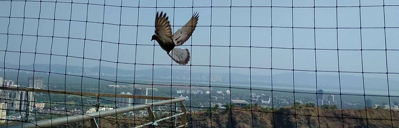 Protect Your Balcony: Top Reasons for Bird Netting in Chandigarh Residences