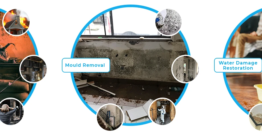 Professional Mould Inspection in Melbourne: Why It’s Worth It