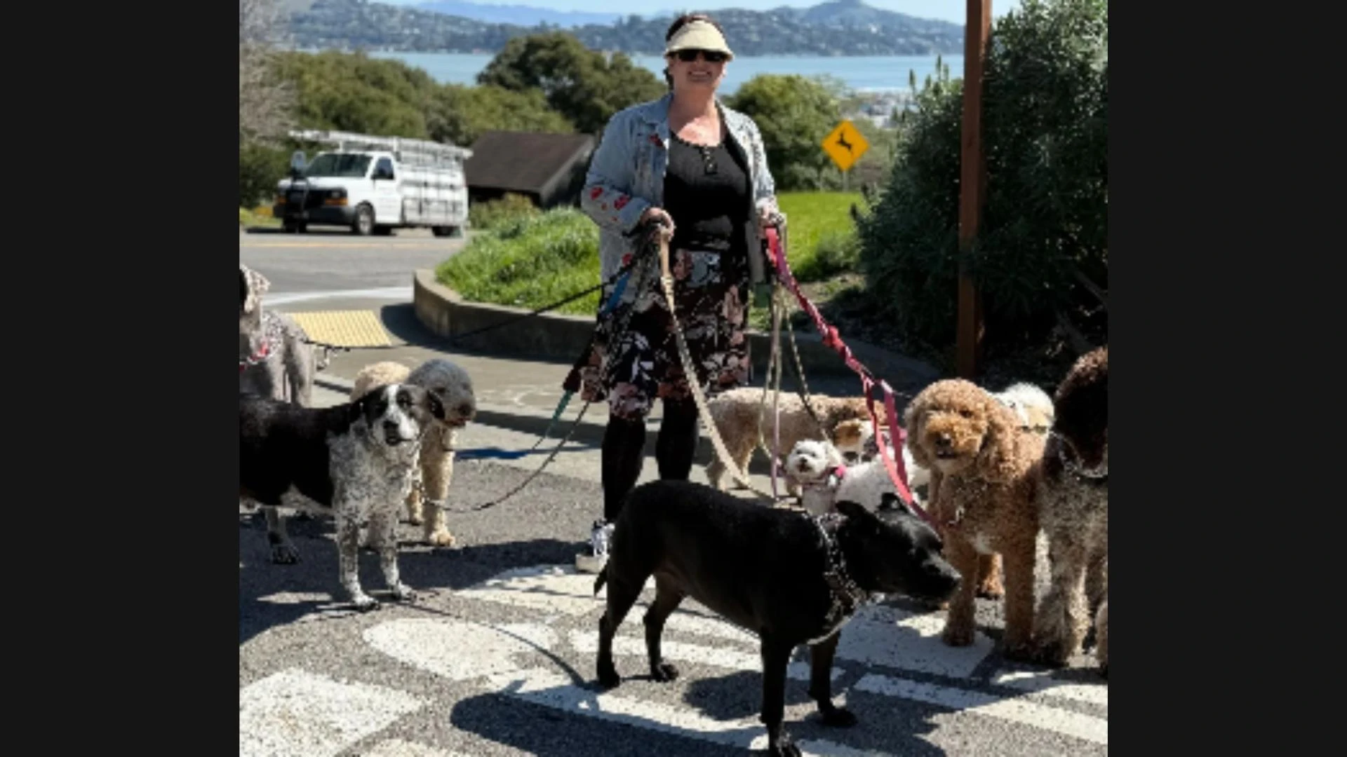 From Walks to Wags: The Ultimate Dog Walker Guide for Mill Valley Pups