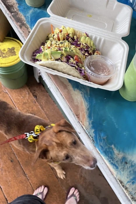 All Animal Shelters Need to Do This- How One Encounter Changed Our Whole Trip