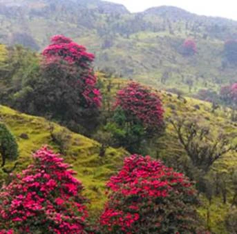 Sandakphu Land Rover Package Tour