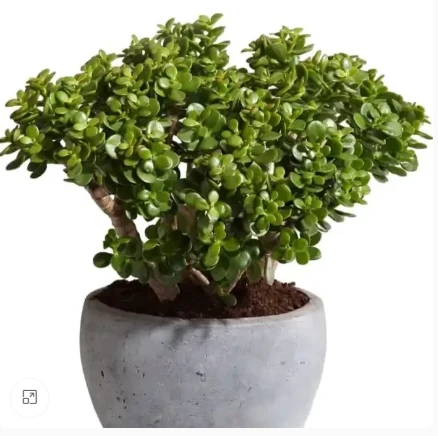 Breathe Life Into Your Home with Crassula and Flower Bulbs from Plantshub