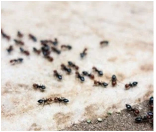 Top 4 Reasons to Choose Regular Pest Control in Vancouver Homes