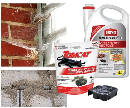 Top 4 Reasons to Choose Regular Pest Control in Vancouver Homes