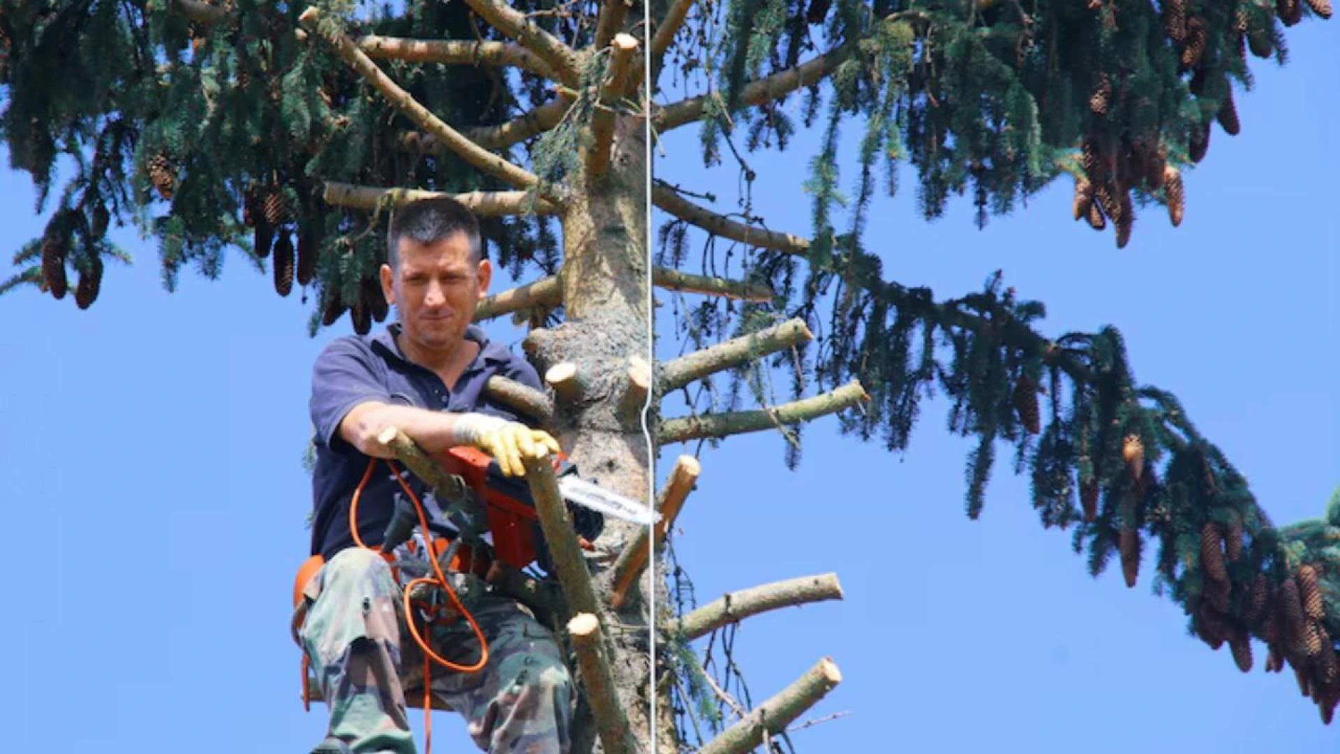 Avoid Costly Damage: Hire the Best Tree Service Cedar Park Has to Offer