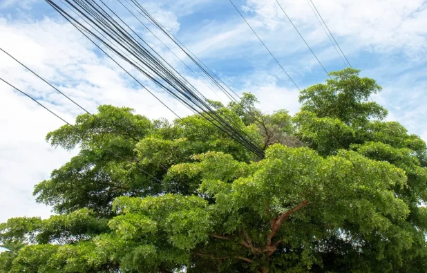 Who Handles Tree Maintenance Around Power Lines?
