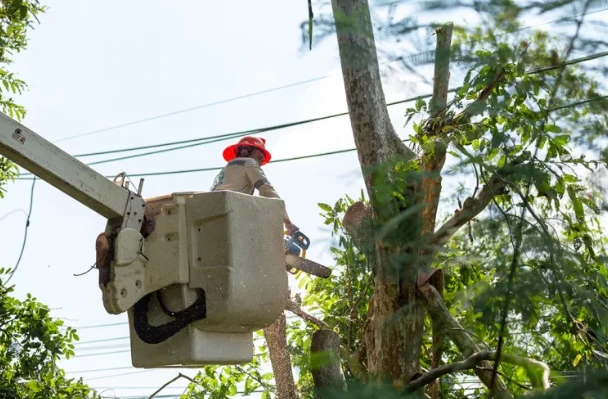 Who Handles Tree Maintenance Around Power Lines?