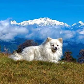 Sandakphu Land Rover Package Tour - Best Deal from Adorable Vacation