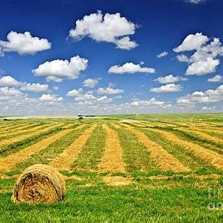Comparing Saskatchewan’s Farming Regions: Where to Invest in Farmland