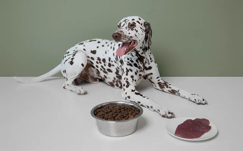 Top 5 Common Dog Health Issues and How to Prevent Them