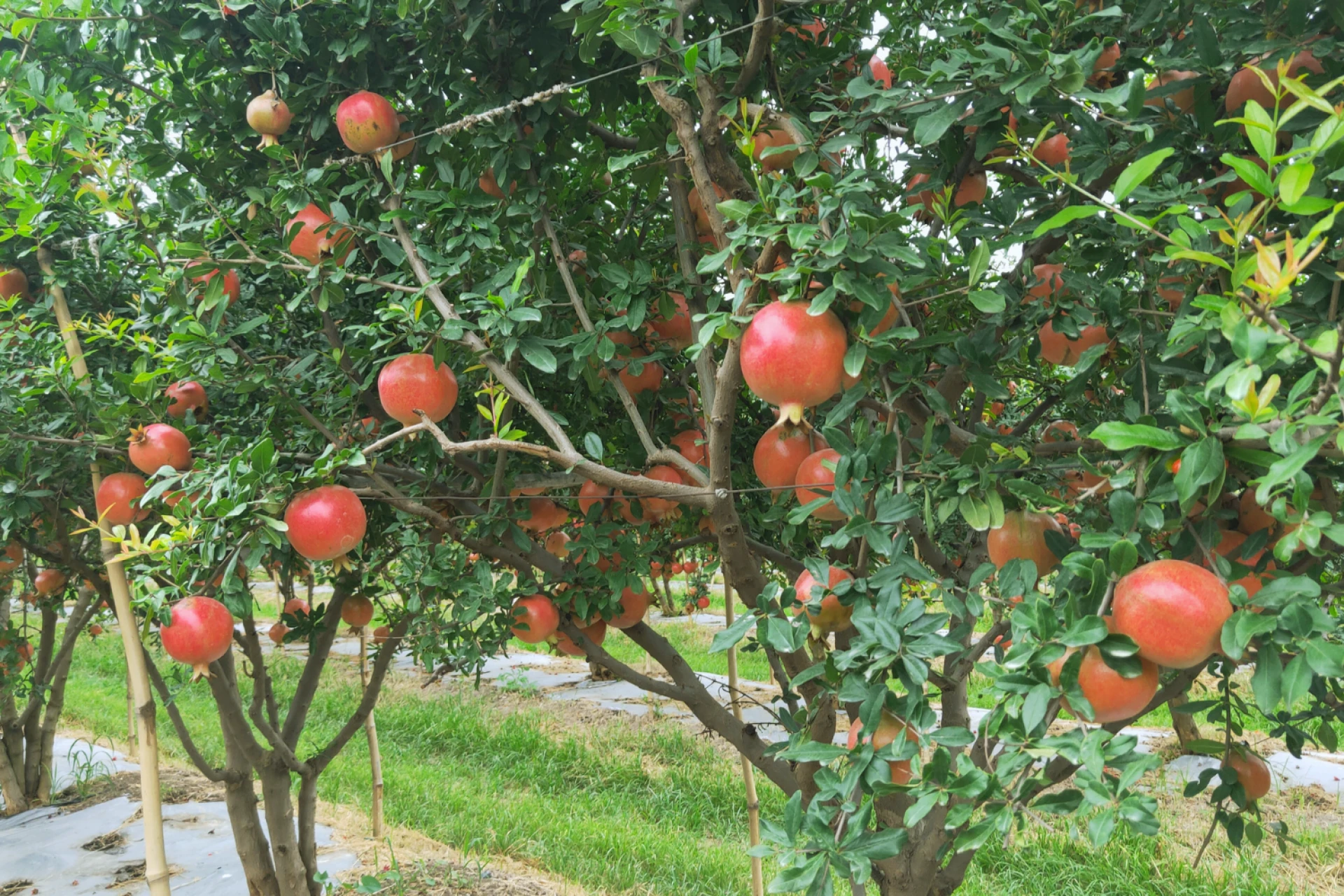 Discover the Power of Organic Living with Huntin Organics