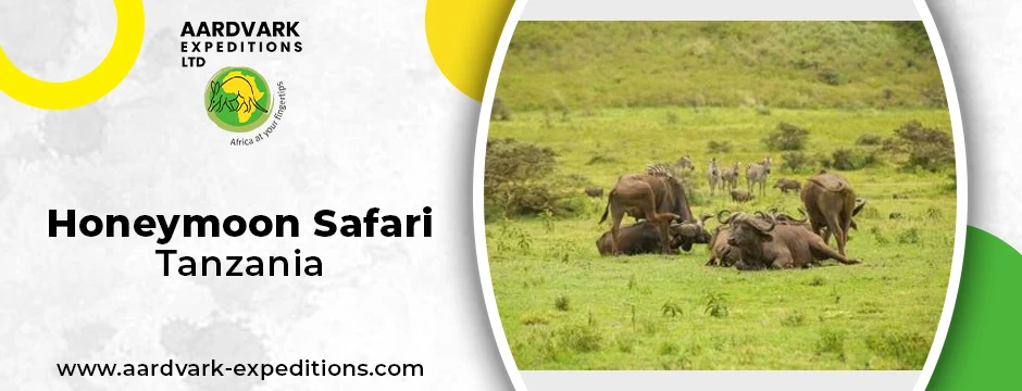 The Ultimate Romantic Getaway: Planning Your Dream Honeymoon Safari Tanzania