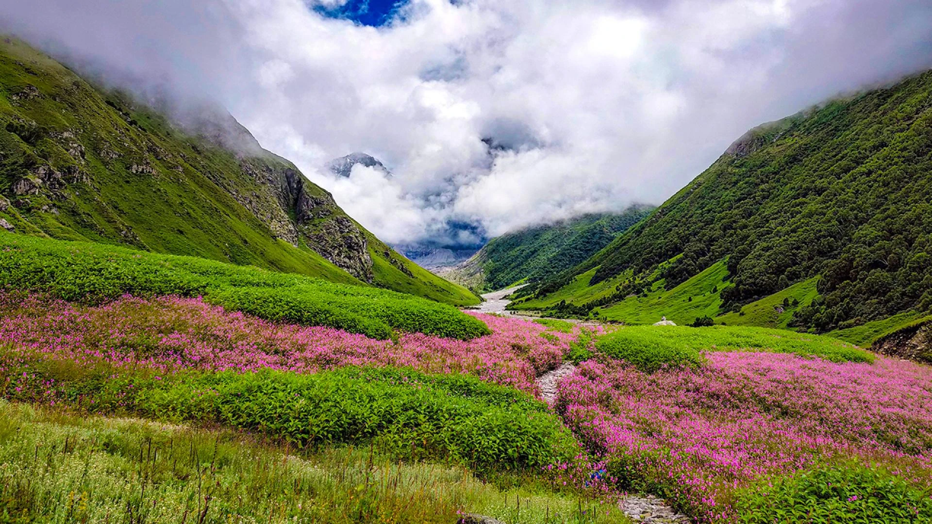 Valley of Flowers 2025 – Ultimate Guide with Trek The Himalayas