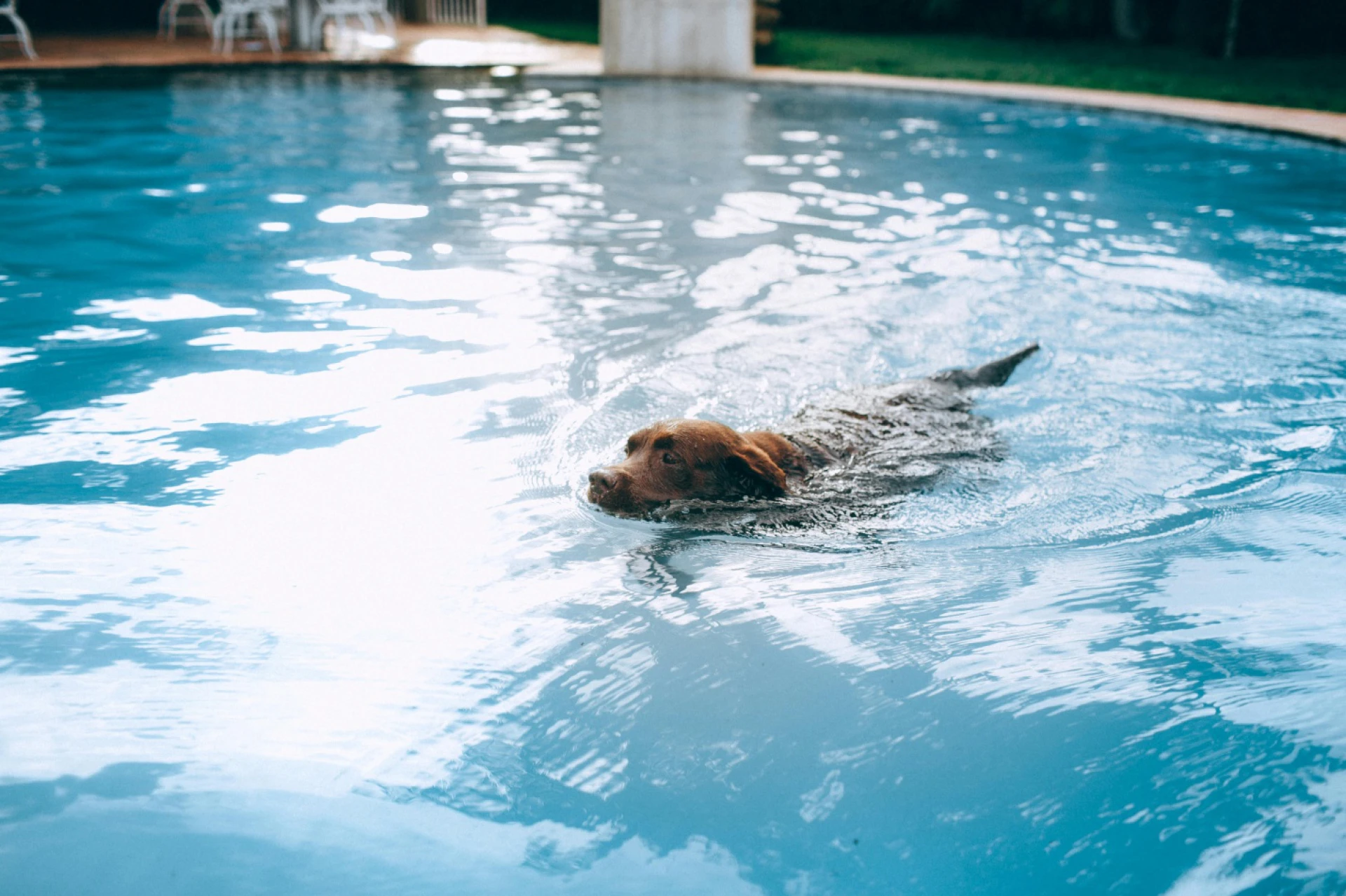 Give Your Pup a VIP (Very Important Paw) Weekend at The Grand Paw