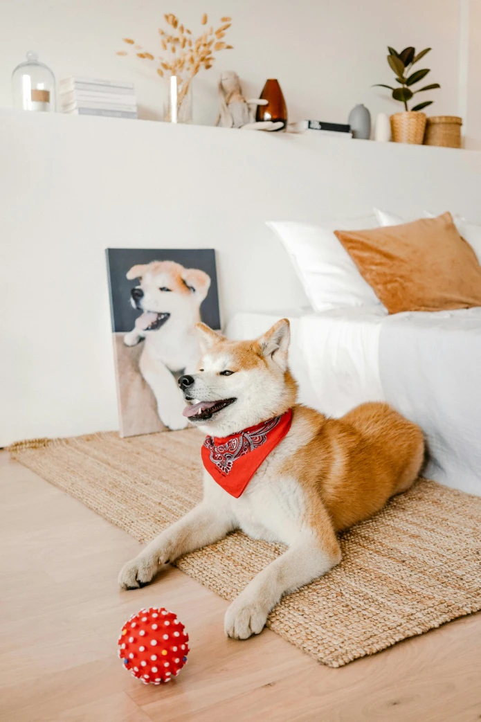 Give Your Pup a VIP (Very Important Paw) Weekend at The Grand Paw