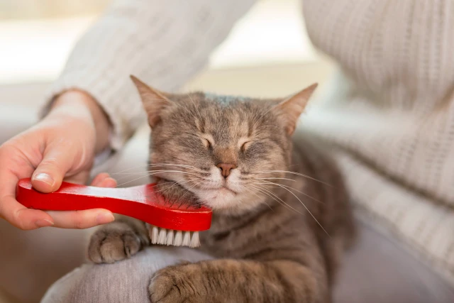 The Top 10 Tips for Grooming Persian Cats with Long Hair