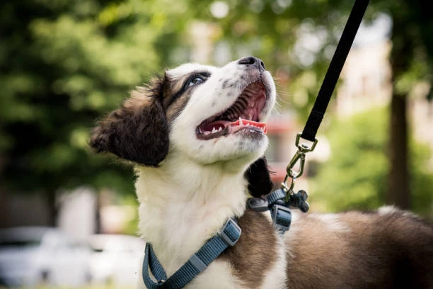 The Ultimate Guide to Dog Harnesses
