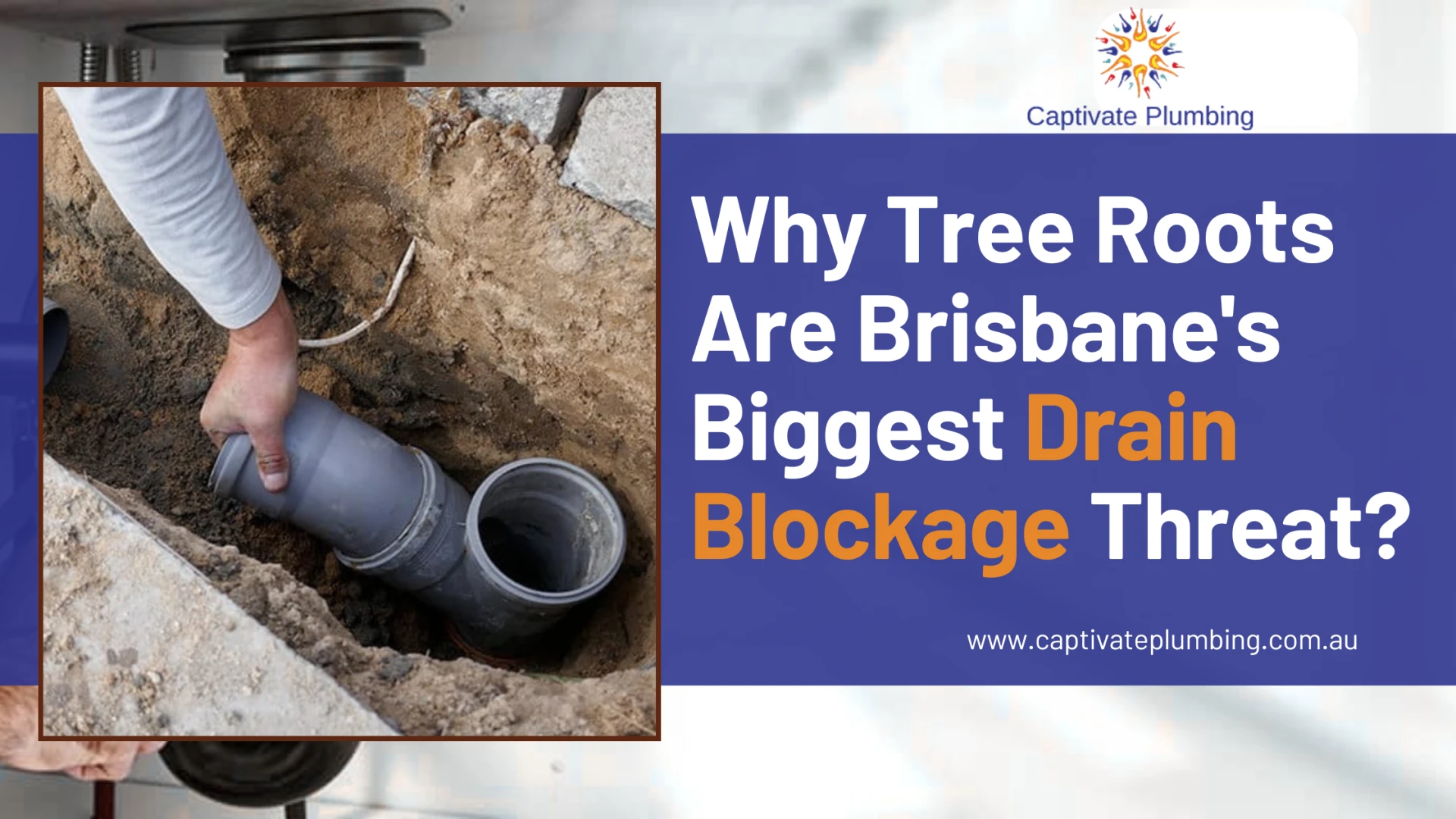 Why Tree Roots Are Brisbane’s Biggest Drain Blockage Threat?
