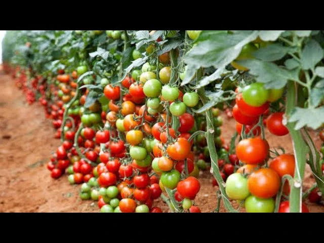 Unlocking the Future: it's Proven Strategies for Sustainable Agriculture Success