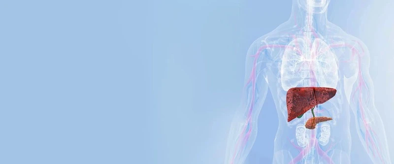 Liver Protection Natural Ingredients